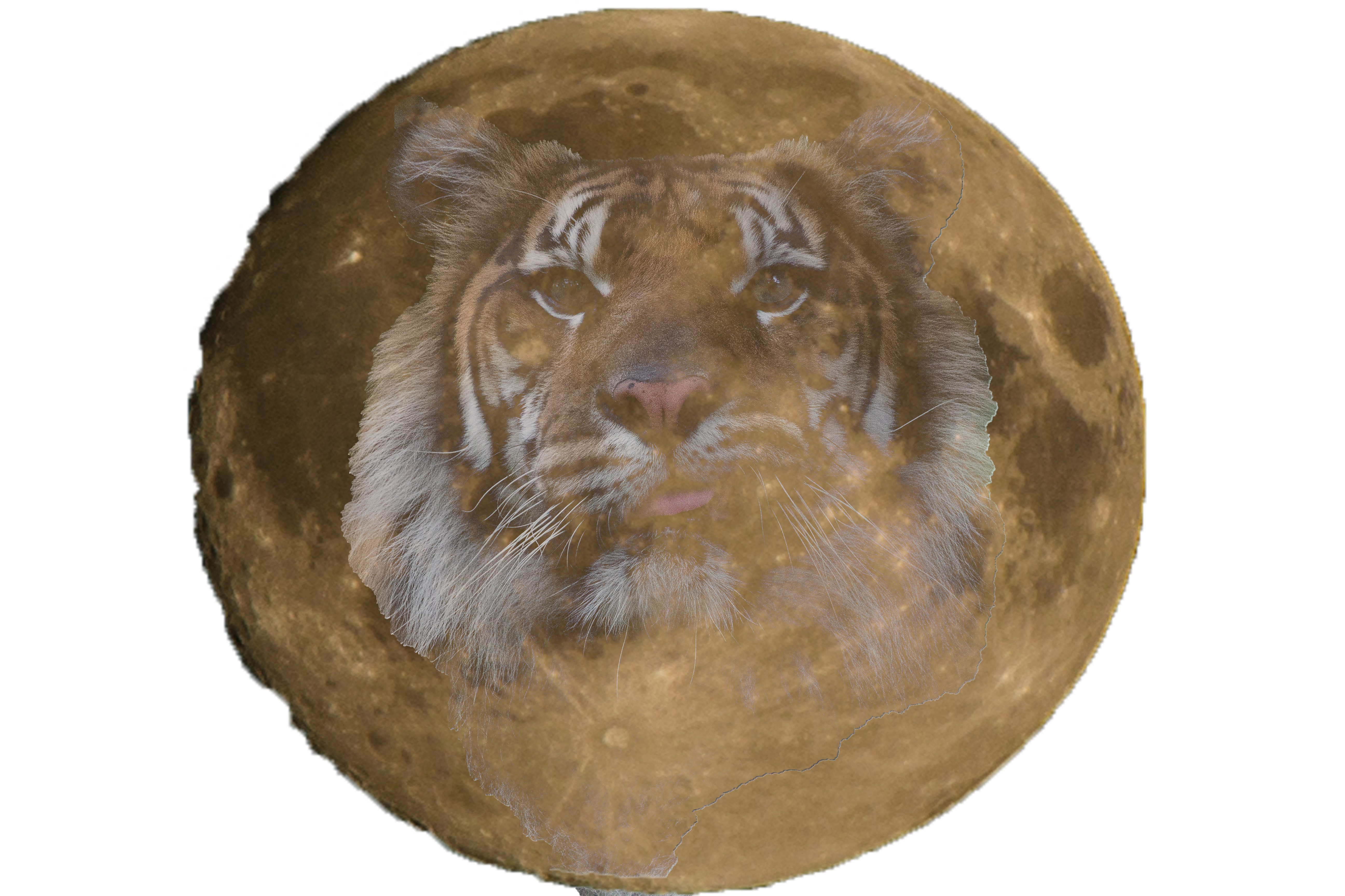 Rumi Writer's Workshops